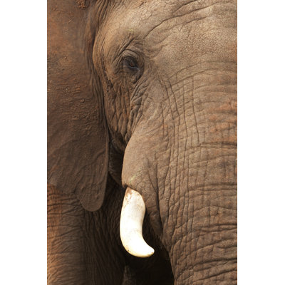 Brown Elephant - Wrapped Canvas Print