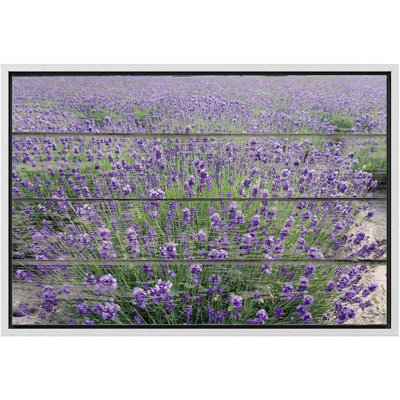 Flower Blossom " Purple Lavender Field " Graphic Art Print