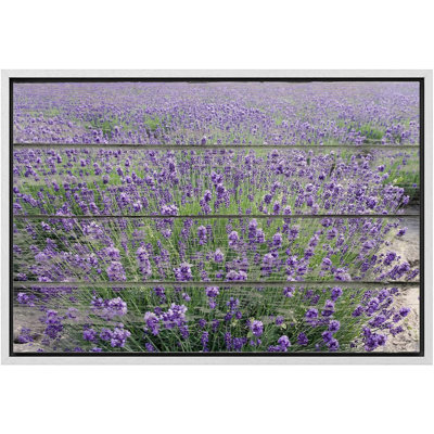 Mauve champ de lavande - impression sur toile tendue