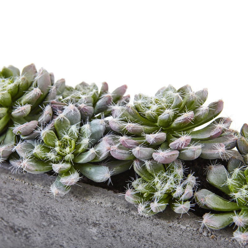 Succulent Garden with Textured Concrete Planter