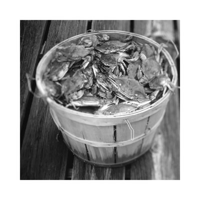 High Angle View Of Crabs In A Basket, Maryland, USA by Panoramic Images - Wrapped Canvas Print