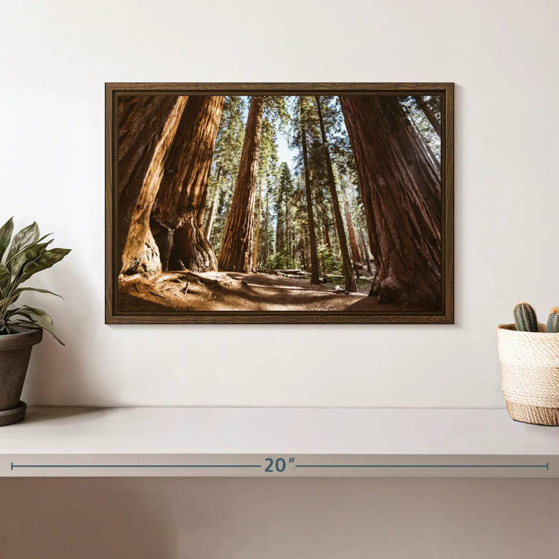 Été dans le parc Sequoia, 13 po x 9 po, Cadre flottant noyer