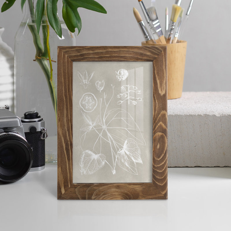 Schéma botanique II - impression encadrée avec verre, H 8 po x l 6 po x P 1 po, Noyer