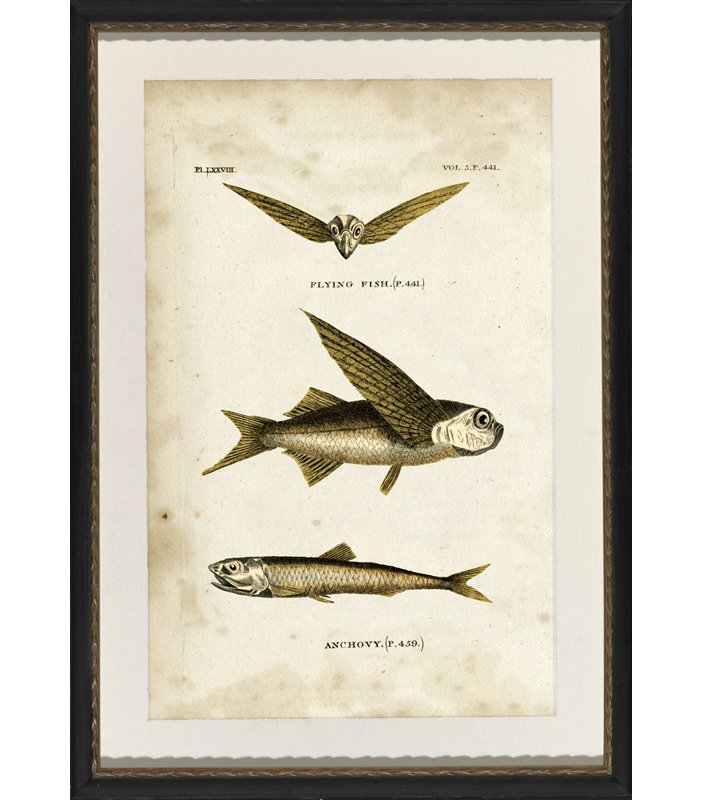 Flying Fish Print
