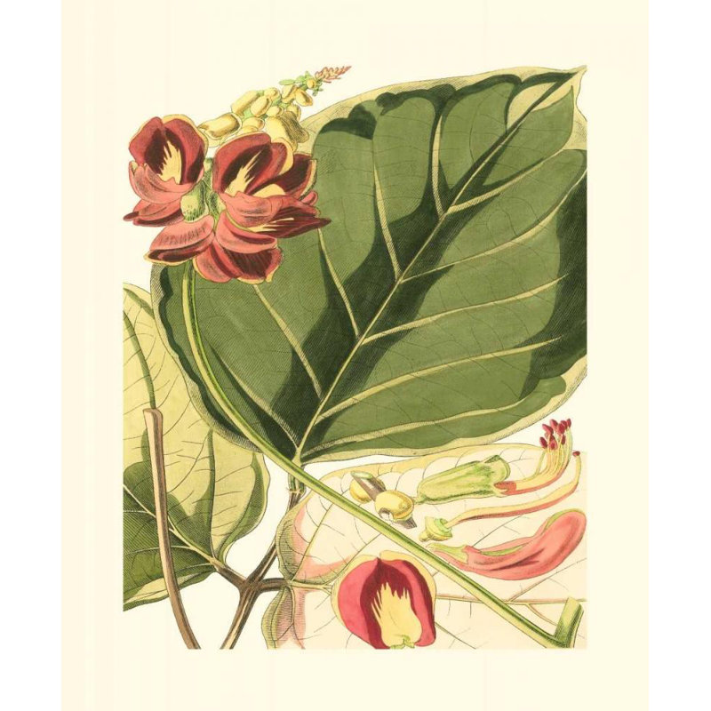 Art sur toile tendue Lark Manor ™ Vision Studio Gallery: Fantastical Botanical I, H 17 po x l 15 po