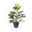 Palmier Areca 34 po