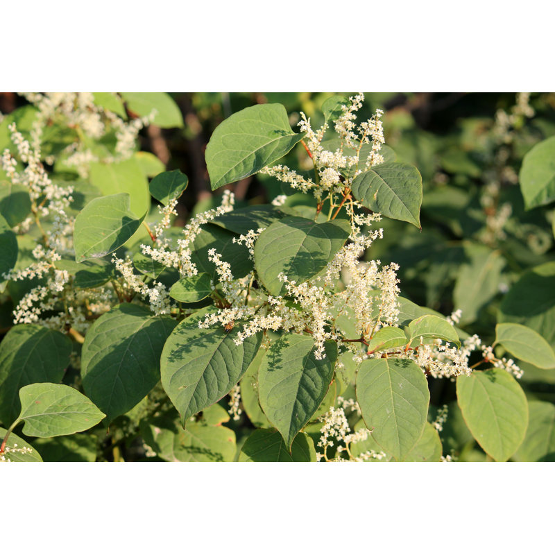 Fallopia Japonica - Photographie sur toile tendue, H 32 po x l 48 po
