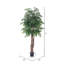 Arbre de direction en pot ming aralia sapin