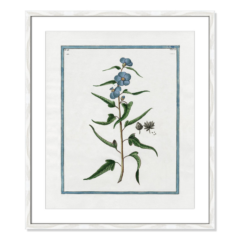 Colombe Shabby Elegance Botanical I - Framed Art Full Bleed, 21.5" W x 25.5" H, White Framed