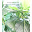 Figuier artificiel en pot-42017776