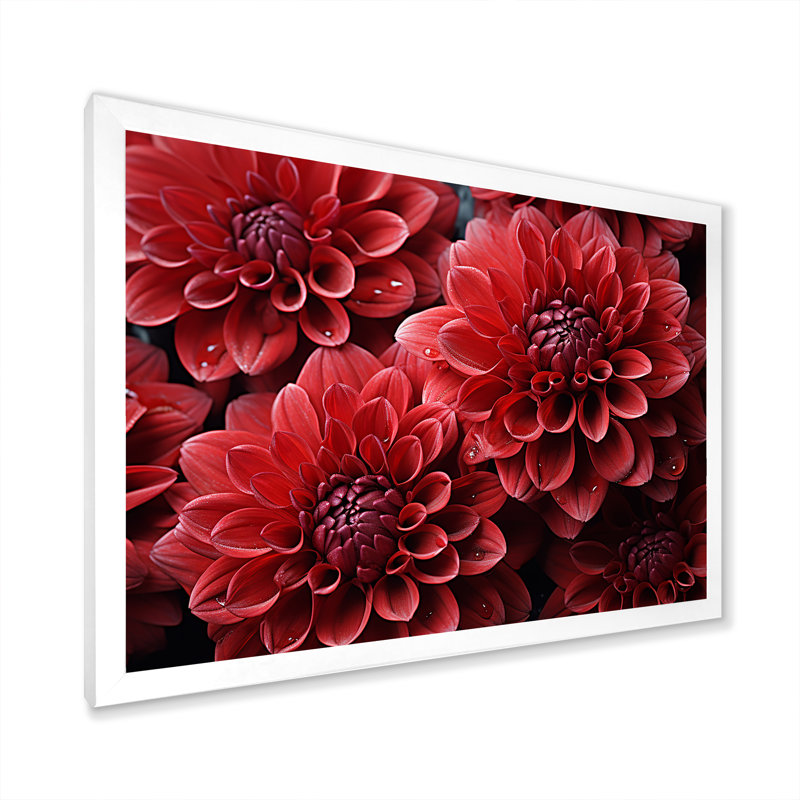 «Crimson Mums Elegance Blooms» - art mural sur toile Mums, H 30 po x l 40 po x P 1,5 po, Cadre simple blanc