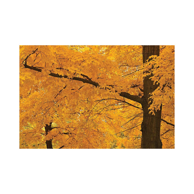 Golden Maples by Brian Wolf - Wrapped Canvas Print, 30.48cm H x 45.72cm W x 1.91cm D