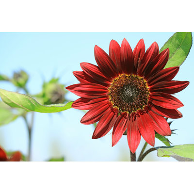 Tournesol rouge profond - photographie sur toile tendue
