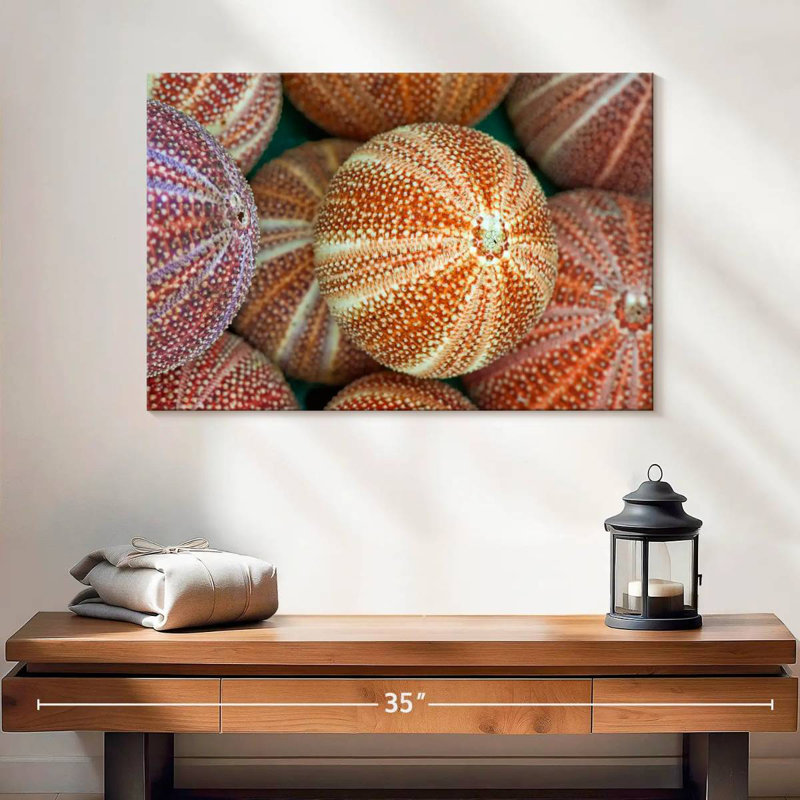 Striped Sea Urchin Shells, 16" H x 24" W