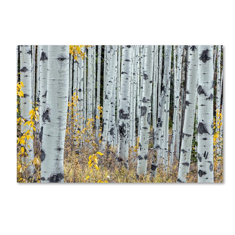 «Forest of Aspens», reproduction de photo sur toile tendue, H 22 po x l 32 po x p 2 po
