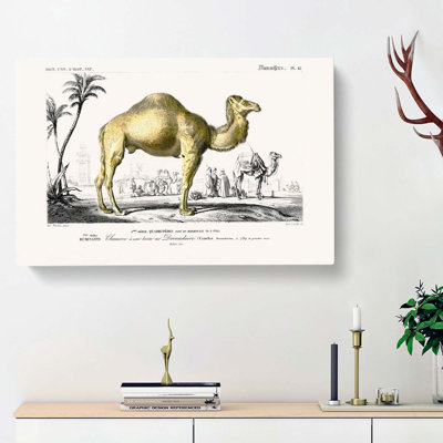 Camel Illustration by Charles D Orbigny - Wrapped Canvas