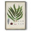 Collection de fougères collectées, reproduction encadrée - bois massif-421172992