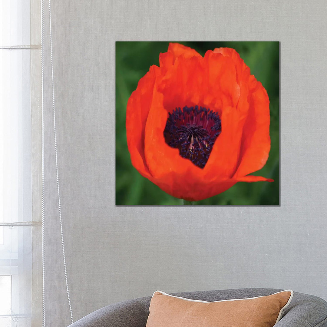 Orange Poppy I von Savanah Plank - Galerie-verpackte Leinwand Giclée auf Leinwand