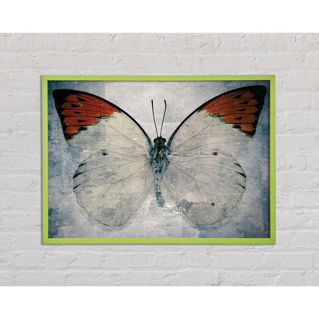 Schmetterling mit orangefarbener Spitze - Druck