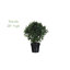 Peperomia Plant UV Resistant (Indoor/Outdoor)-284162734