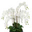 Orchid Centerpiece in Ceramic Pot-930332675