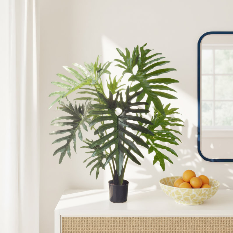 Weatherhill Elspeth Philodendron Plant