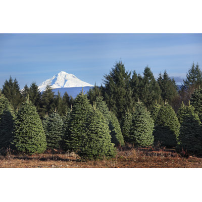 Christmas Tree Farm by Davealan