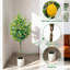 150cm Plant