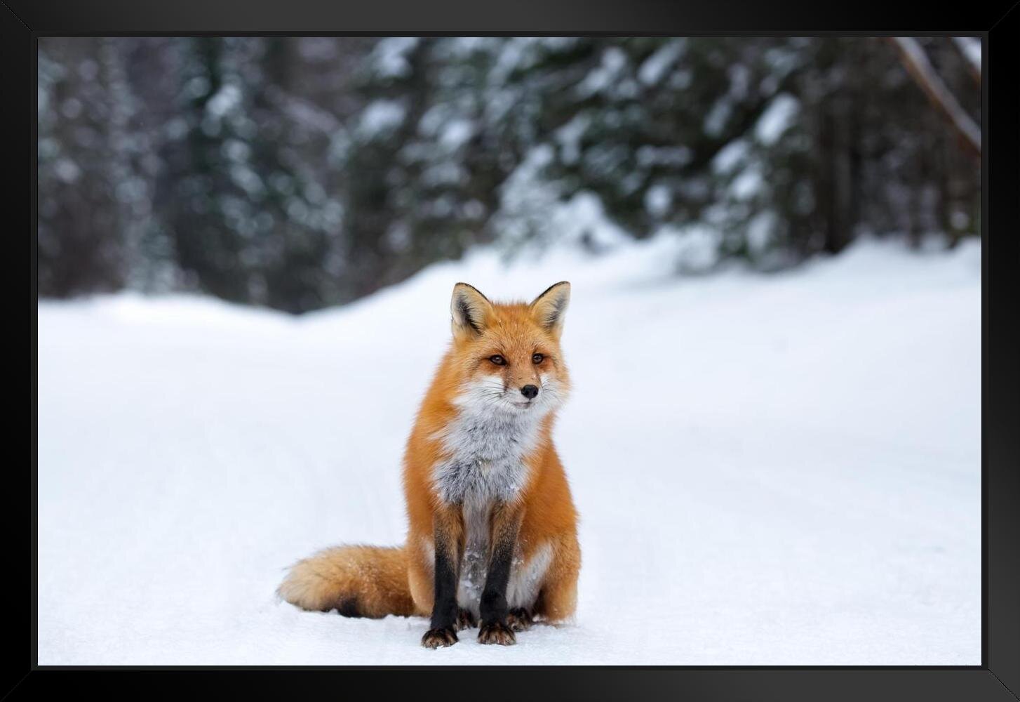 https://assets.wfcdn.com/im/71427630/compr-r85/1624/162402799/red-fox-in-snow-photo-snow-pictures-for-wall-fox-poster-fox-pictures-for-wall-decor-cool-fox-wall-fox-animal-decor-wildlife-fox-snow-framed-on-paper-print.jpg