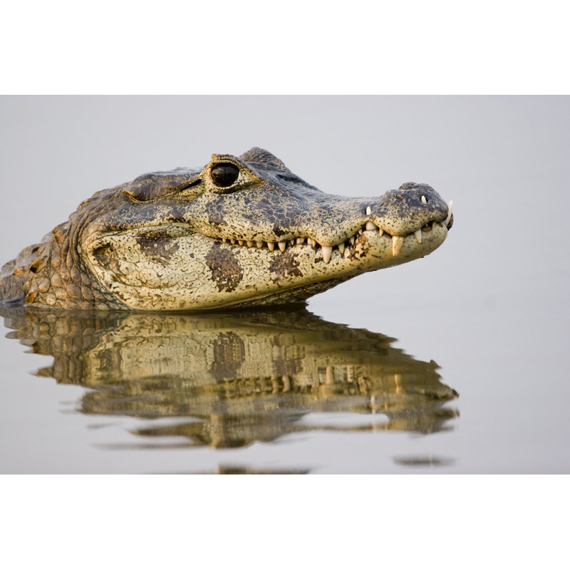 Spectacled Caiman, Pantanal, Brazil by Ralphp - Wrapped Canvas Print, 20cm H x 30cm W 