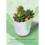 Diffuseur d'arôme succulent Lomi