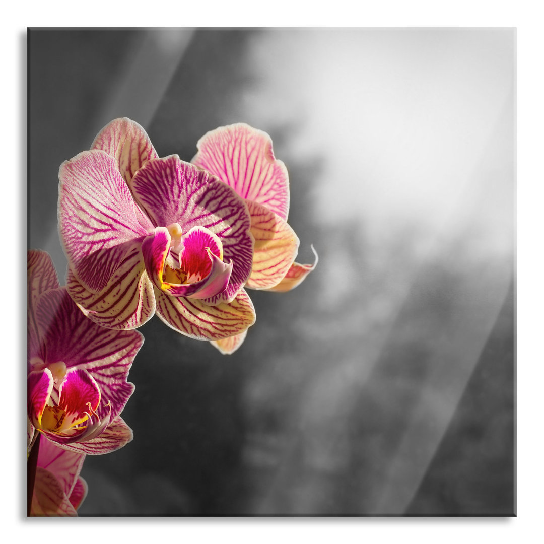 Glasbild Orchideen in der Nahaufnahme