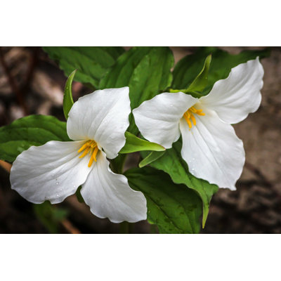 " Two Trilliums " by Kevinderrick