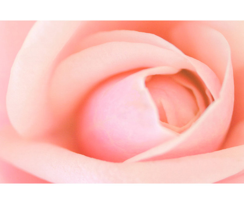 Rose, H 27 po x l 40 po