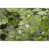 Rectangle 1'8" x 2'6"