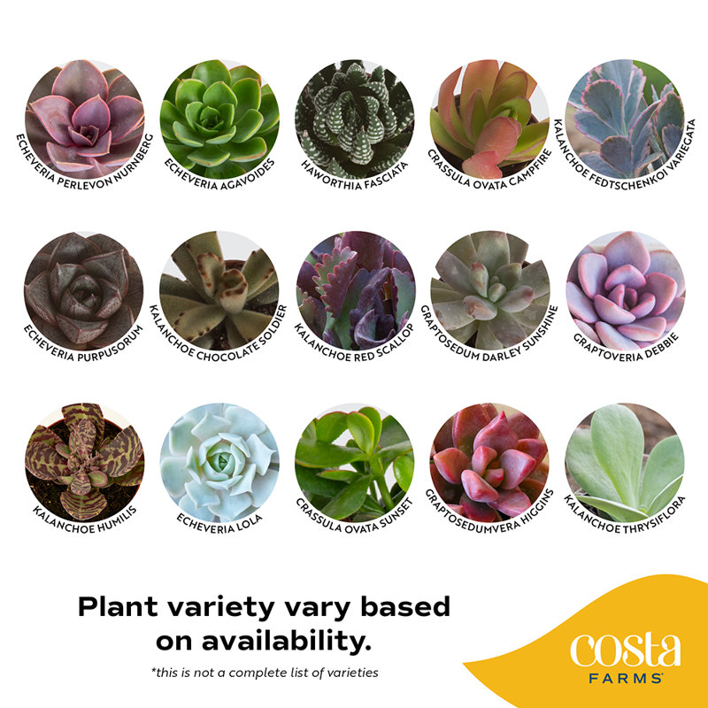 24 Piece Costa Farms Live Mini Succulent Low Maintenance Plant in Ceramic Planter