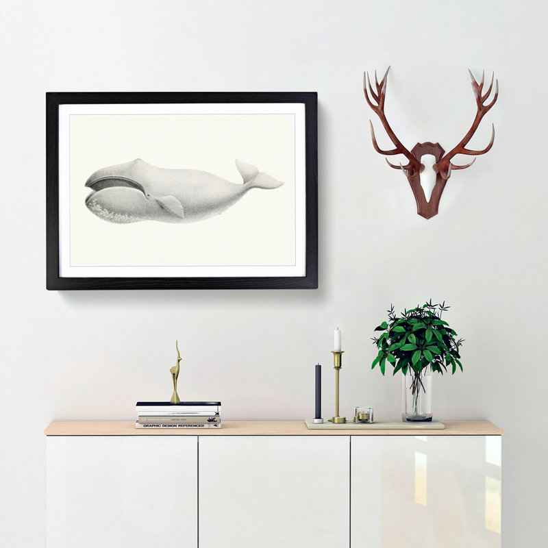 Bowhead Whale by C.M. Scammon - Framed Print, 40cm H x 60cm W x 2cm D, Black