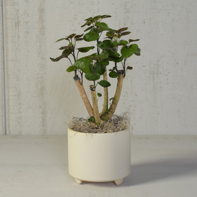 Ceramic Footed Pot Planter