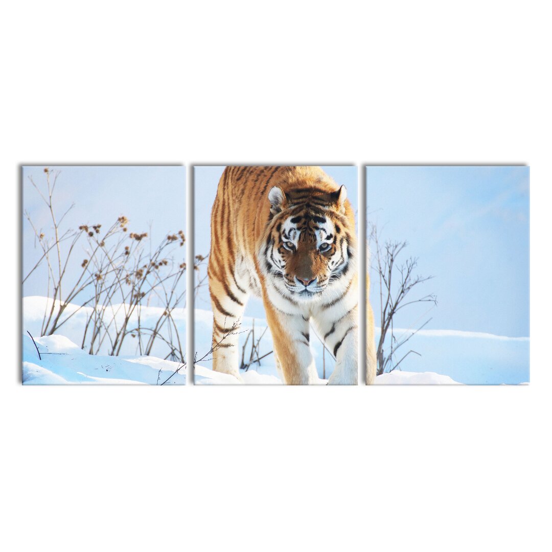 3-tlg. Leinwandbilder-Set Proud Tiger in Snow