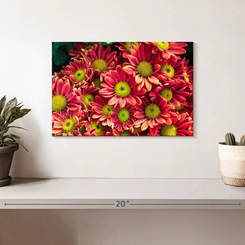Chrysanthèmes Harnek Daisy