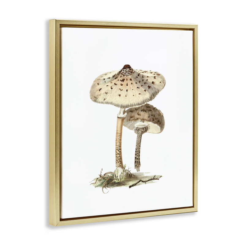 «Neutral Brown Mushroom», art mural encadré flottant par lettré et doublé, Cadre flottant métallique doré, H 21 po x l 17 po