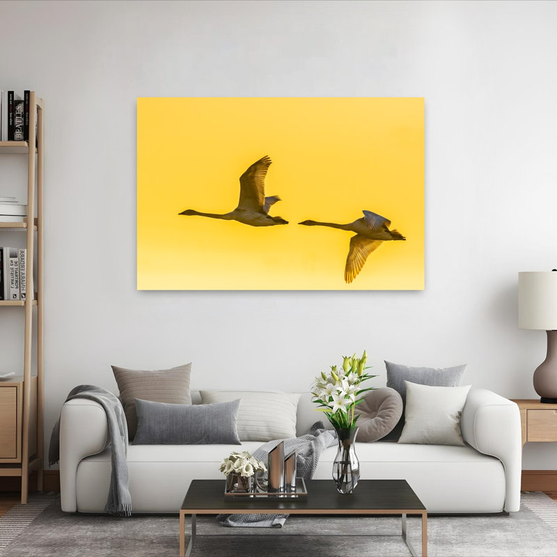 Two trumpeter swans in flight at sunrise Riverlands Migratory Bird Sanctuary West Alton Missouri USA 1 Piece Wrapped Canvas Wall Art