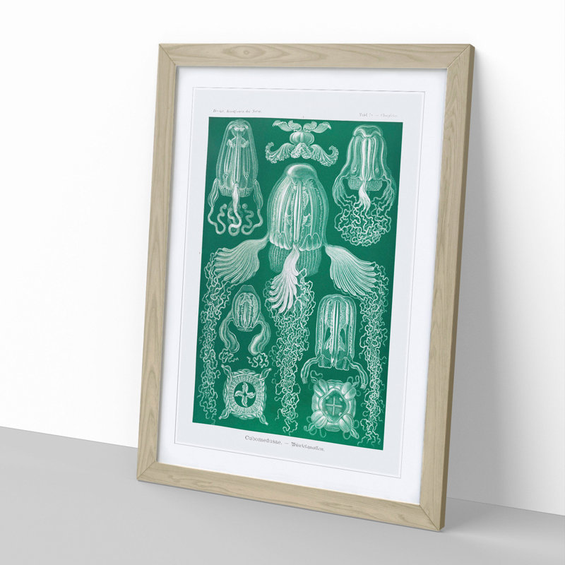 Cube Jellyfish by Ernst Haeckel - Picture Frame Graphic Art, Oak Framed, 65cm H x 48cm W x 2cm D