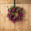 Couronne de soie en cascades de pétunia en fleurs-445116915