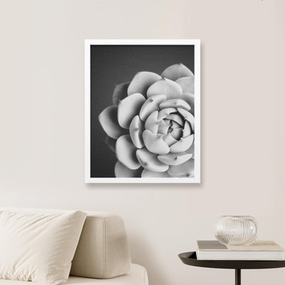" Succulent Cactus Black And White Blooming Rosebud "