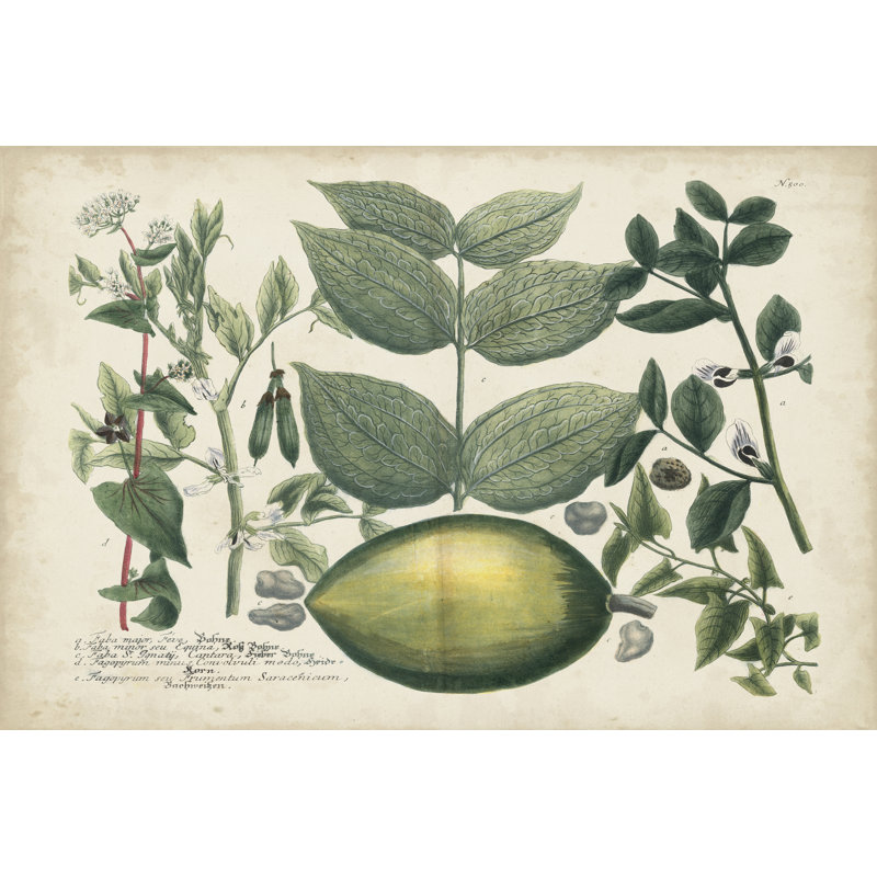 Exotic Weinmann Botanical II by Weinmann - Wrapped Canvas Painting, 30cm H x 46cm W x 3.8cm D