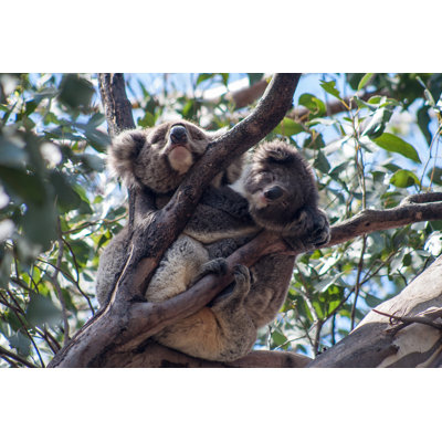 Koala On Kangaroo Island by HakBak1979 - Wrapped Canvas Print