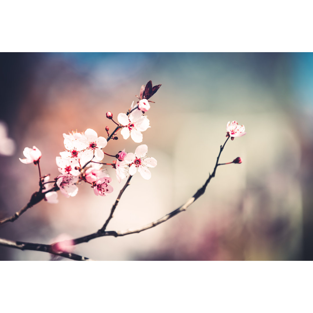 Kirschblüte von Borchee - Kunstdrucke auf Leinwand