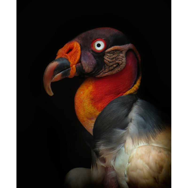 Wrapped Canvas Print, 76.2 cm H x 50.8 cm W