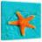 Brampt Submerged Starfish